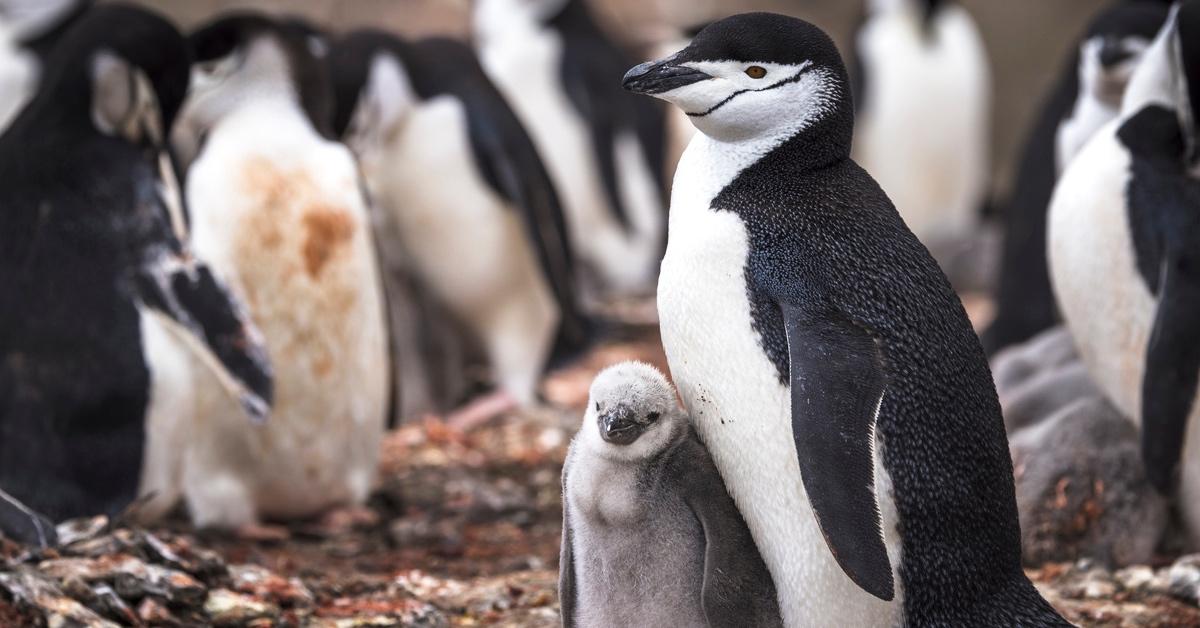 Chinstrap penguin and chick