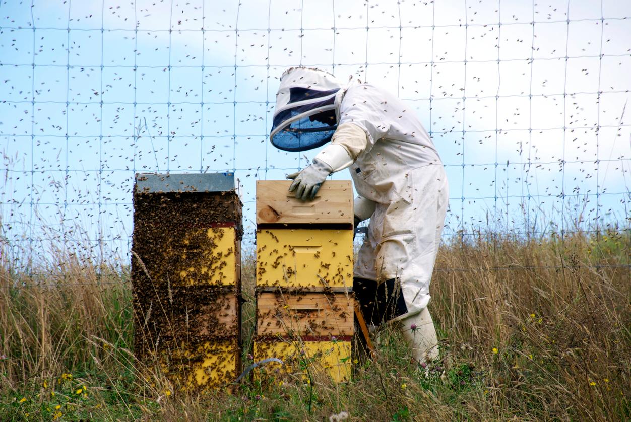 murder hornets us beekeeper