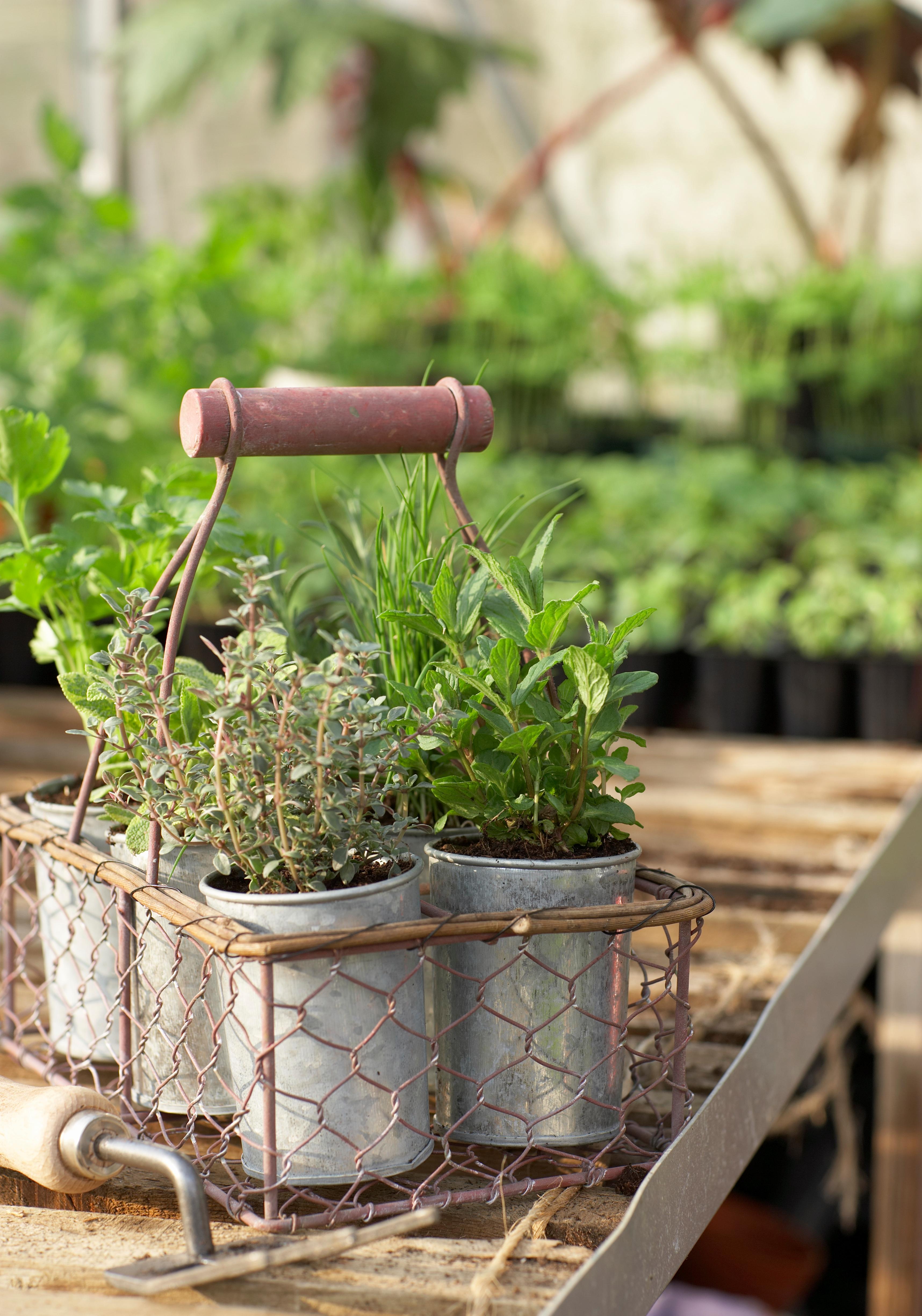 how to start urban gardening what to buy