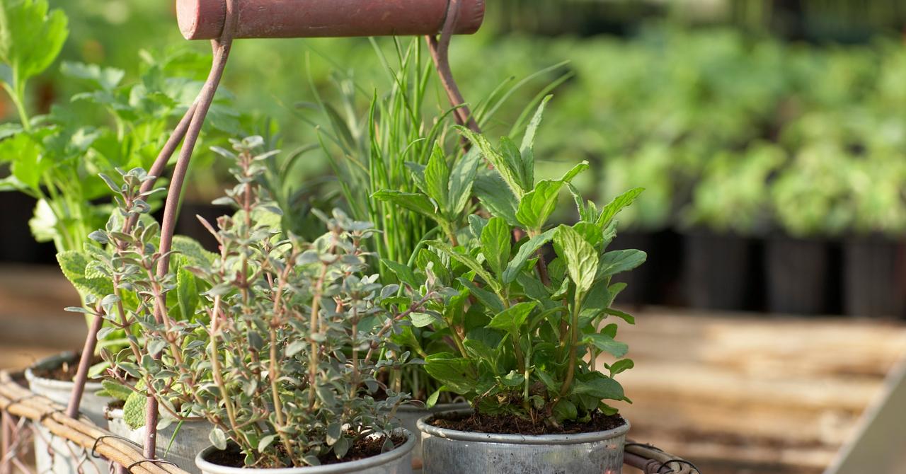 How to Start Urban Gardening, If You're Living the City Life