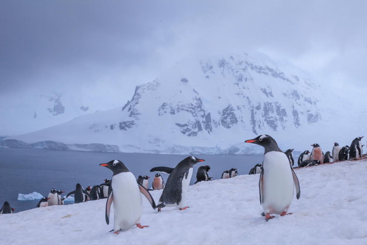 A colony of Gentoo penguins are pictured atop snow on the Danco Coast of Antarctica with snowcapped mountains and water in the background.