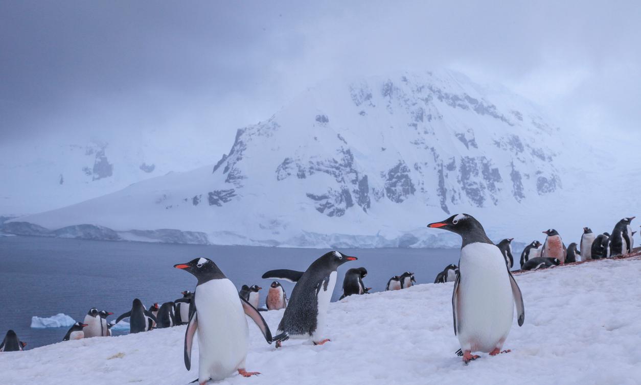 Are There Penguins or Polar Bears in Alaska?