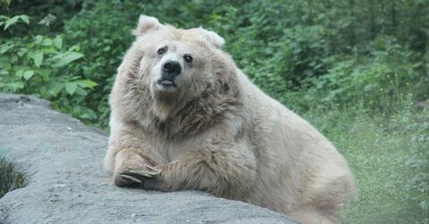 A bear lays comfortably on a rock