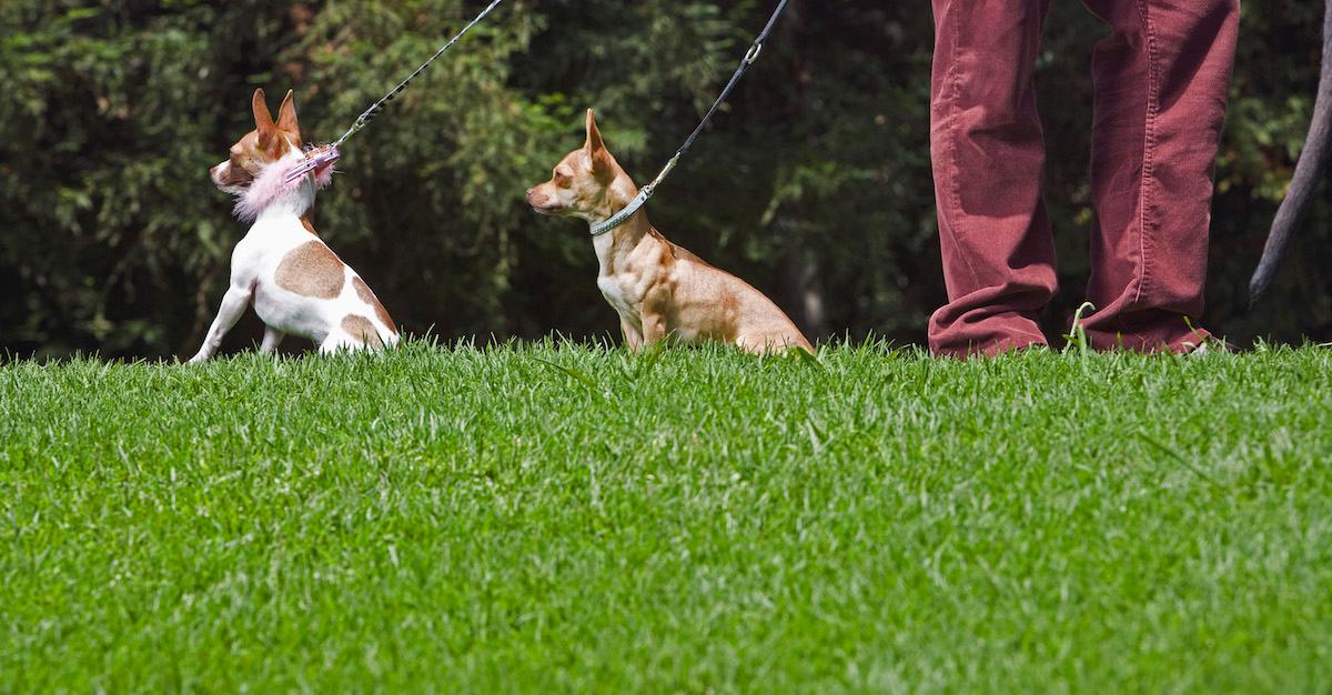 Leash Anxiety