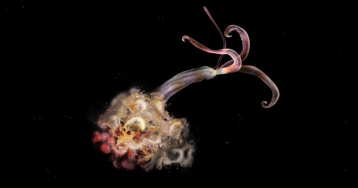 The zombie worm, Osedax. (Source: University of Victoria | Credit: Adisha Pramod/Alamy)