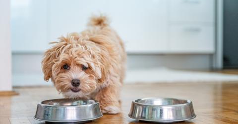 A small dog eating out of a dog bowl.