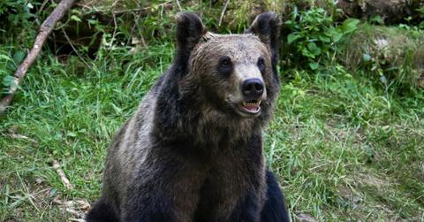 A brown bear sits on the side of the road