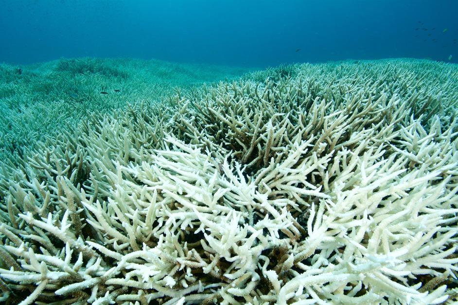 Photo of a dying coral reef. 