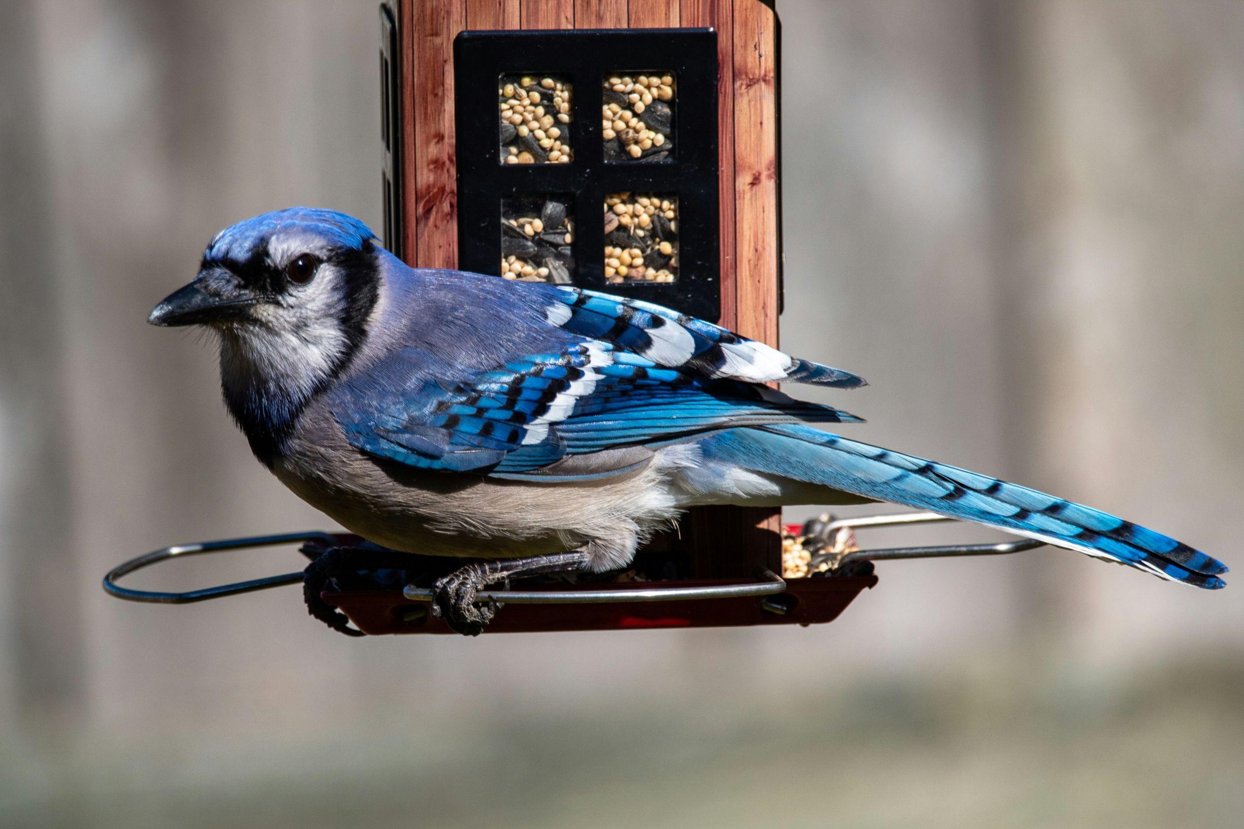 A blue jay appears perched on a bird feeder.