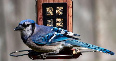 A blue jay appears perched on a bird feeder.