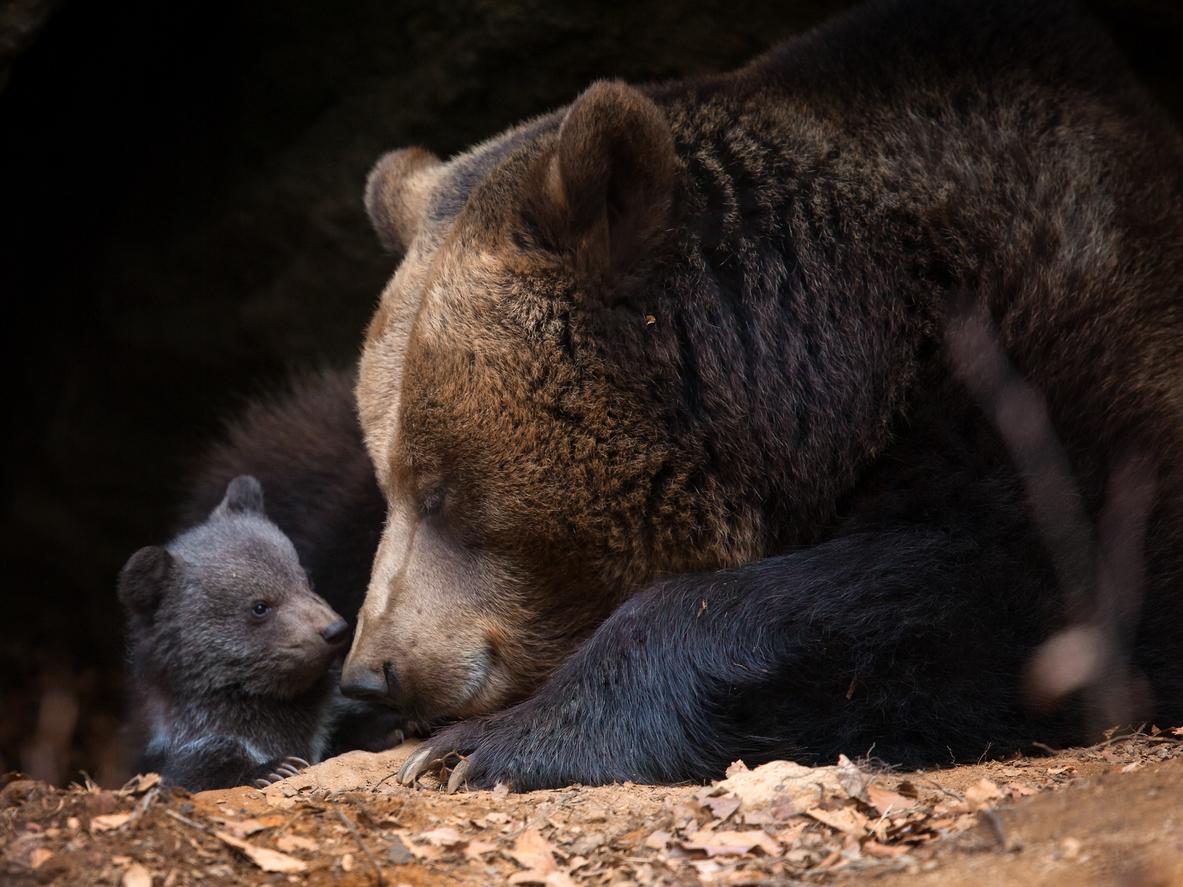 A mother bear and her cub are seen inside a den.