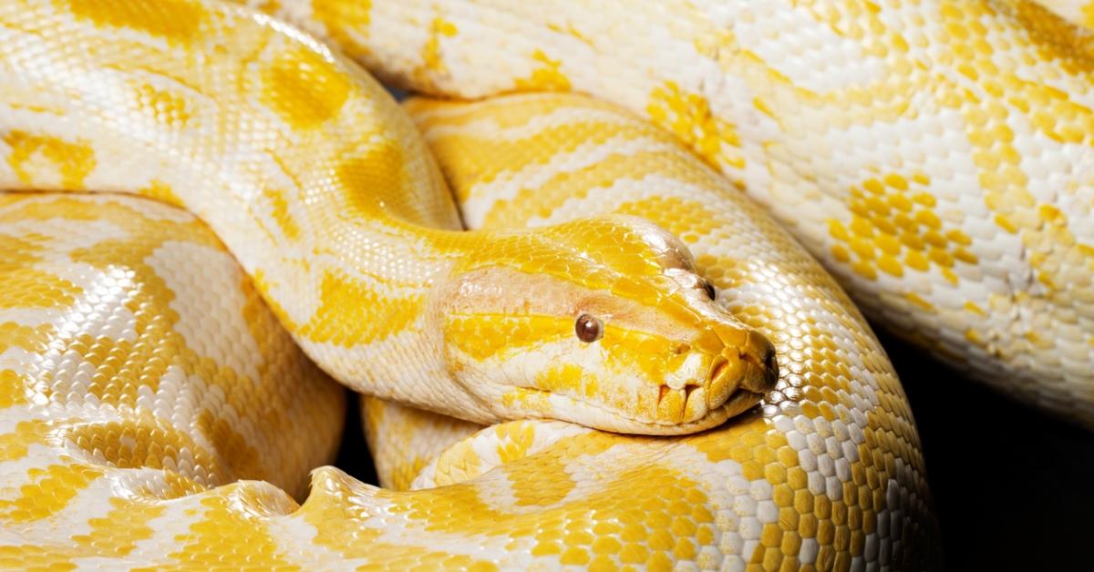 An Albino Burmese python. 