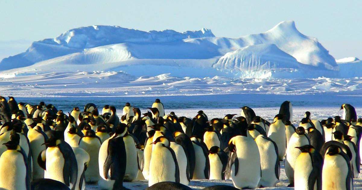 Photo of penguins in front of Antartica mountains. (Representative Cover Image Source: Pexels | Pixabay)