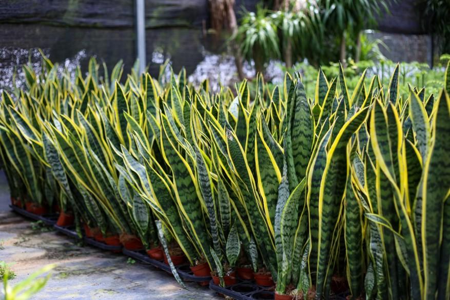 A series of potted snake plants are pictured together in a retail space.