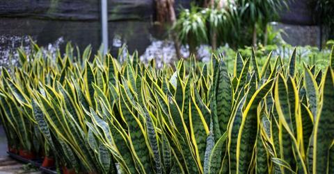 A series of potted snake plants are pictured together in a retail space.