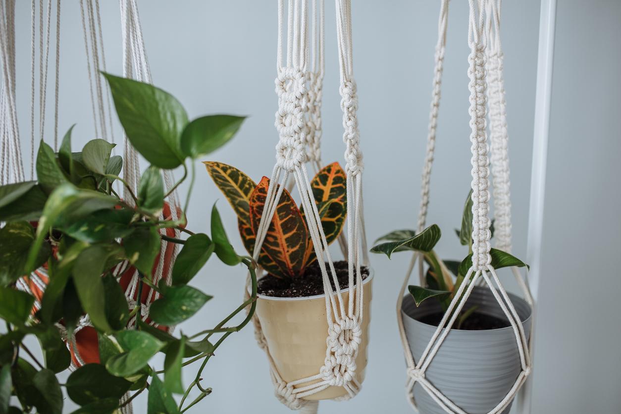 Two vibrant plants hanging in macrame plant hangers.