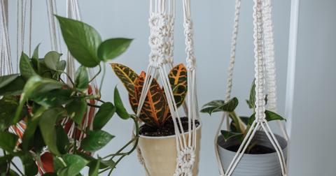 Two vibrant plants hanging in macrame plant hangers.