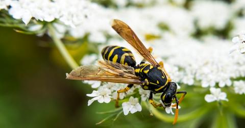 Wasp on flower