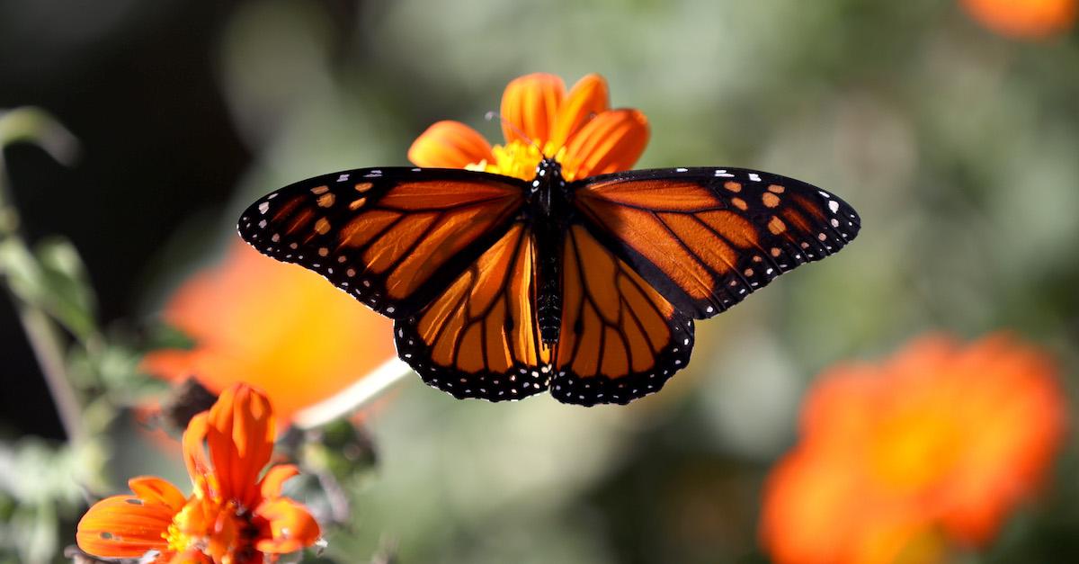 National Butterfly Sanctuary