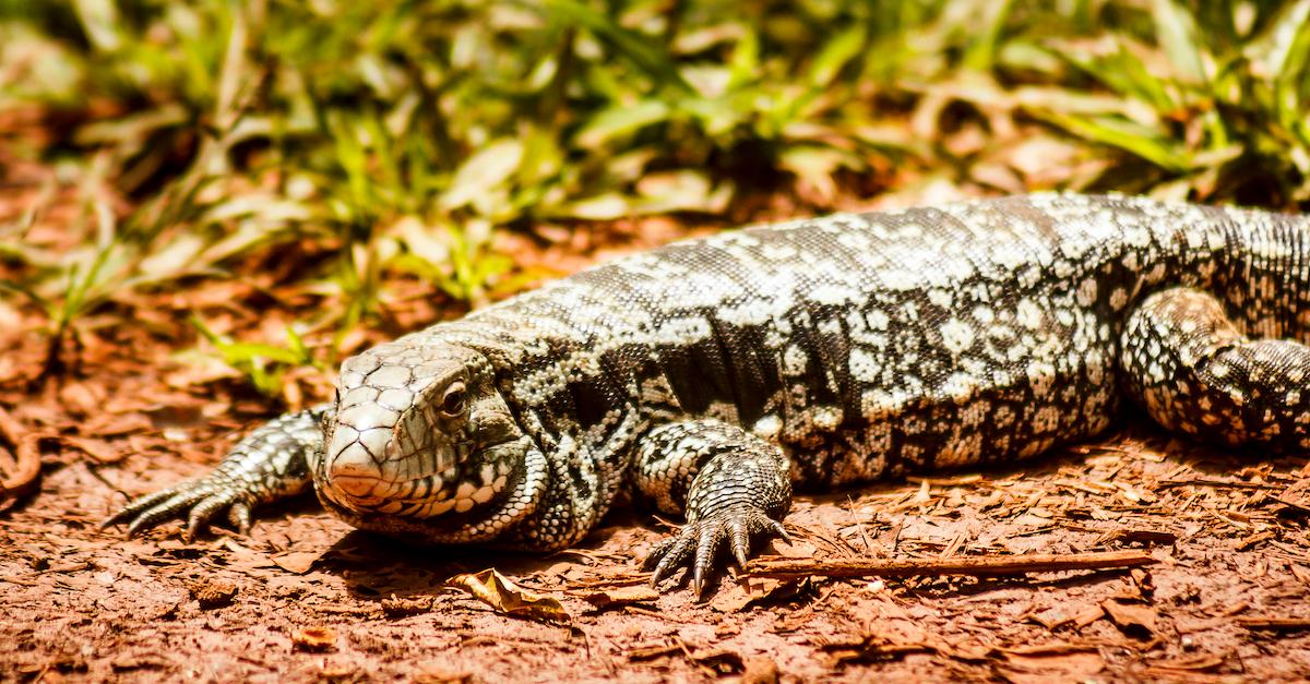 black and white tegu