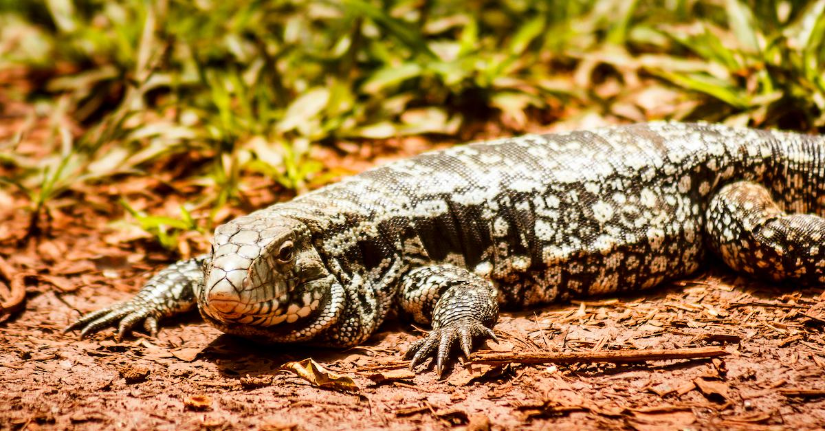 Black and White Tegu Lizards Are Threatening Southeastern U.S. Species