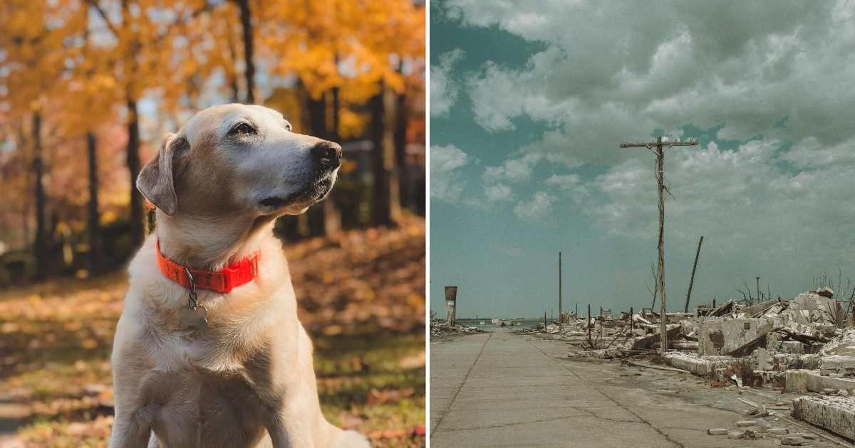(L) A lonely labrador staring at something far away. (R) A world without humans. (Representative Cover Image Source: Pexels | (L) Noel Puebla, (R) Isaiah Stilwell)