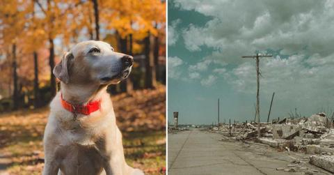 (L) A lonely labrador staring at something far away. (R) A world without humans. (Representative Cover Image Source: Pexels | (L) Noel Puebla, (R) Isaiah Stilwell)