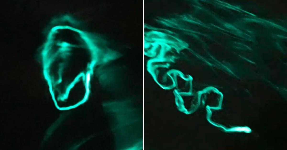 An explosion of glowing luminescence was observed during the mating ritual display of fireworms. (Cover Image Source: Instagram | @patrickc_la)