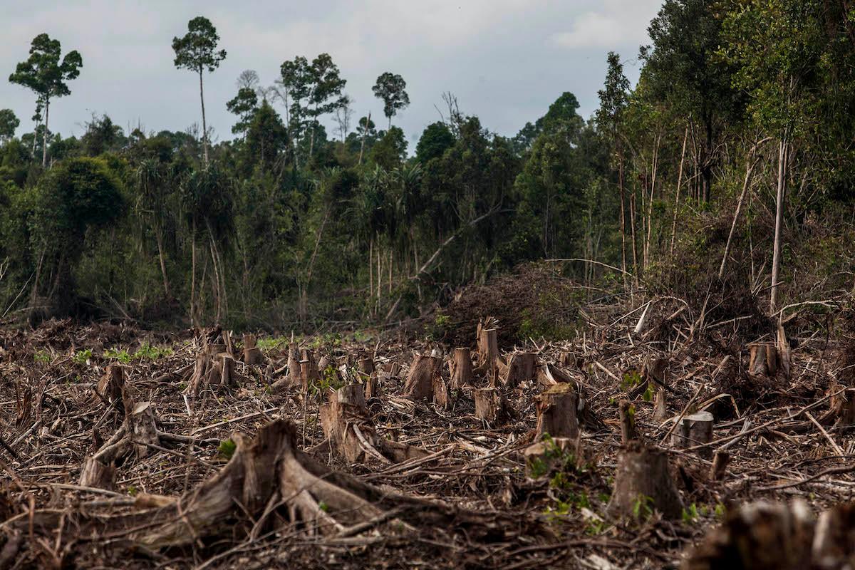 Destroyed Forest