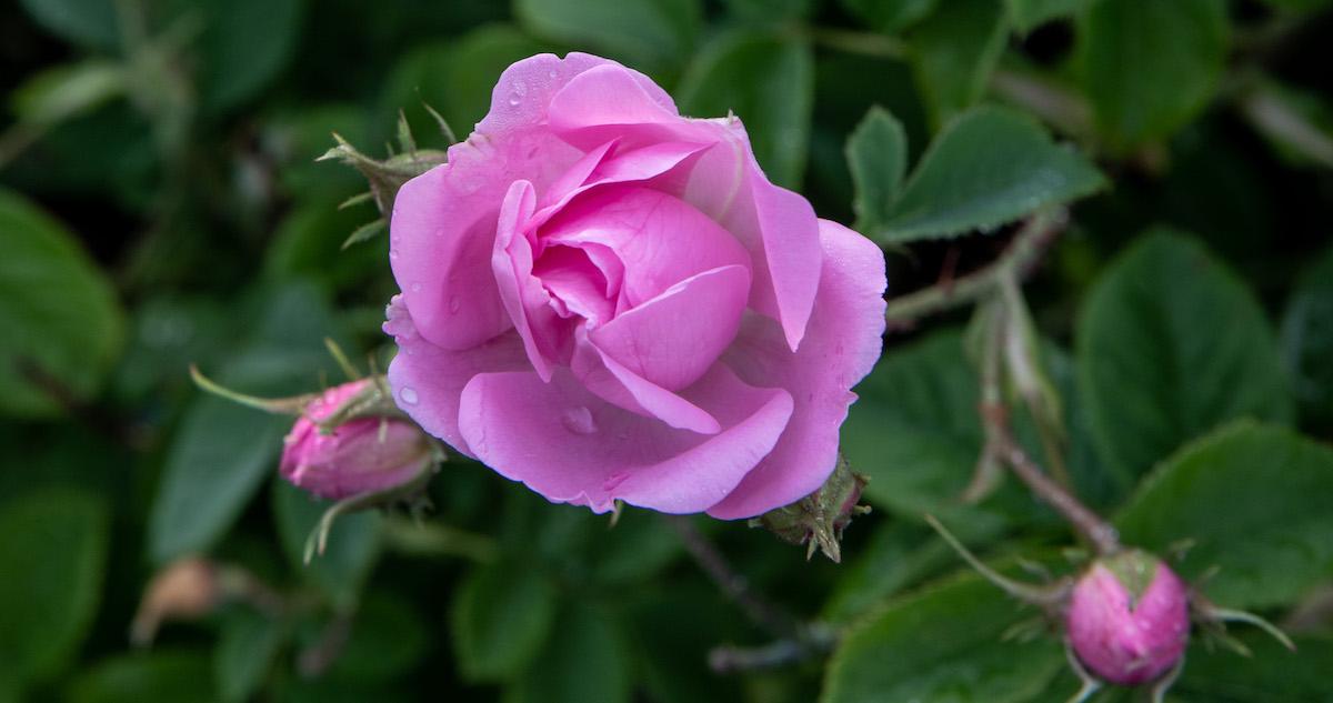 How to Open Rose Buds Instantly