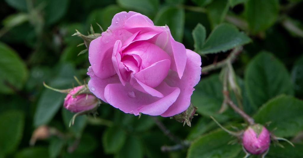 Why Are My Buds Not Opening? How to Help Your Flowers Bloom