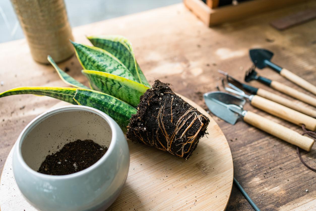 How To Repot A Snake Plant A Guide For Beginners