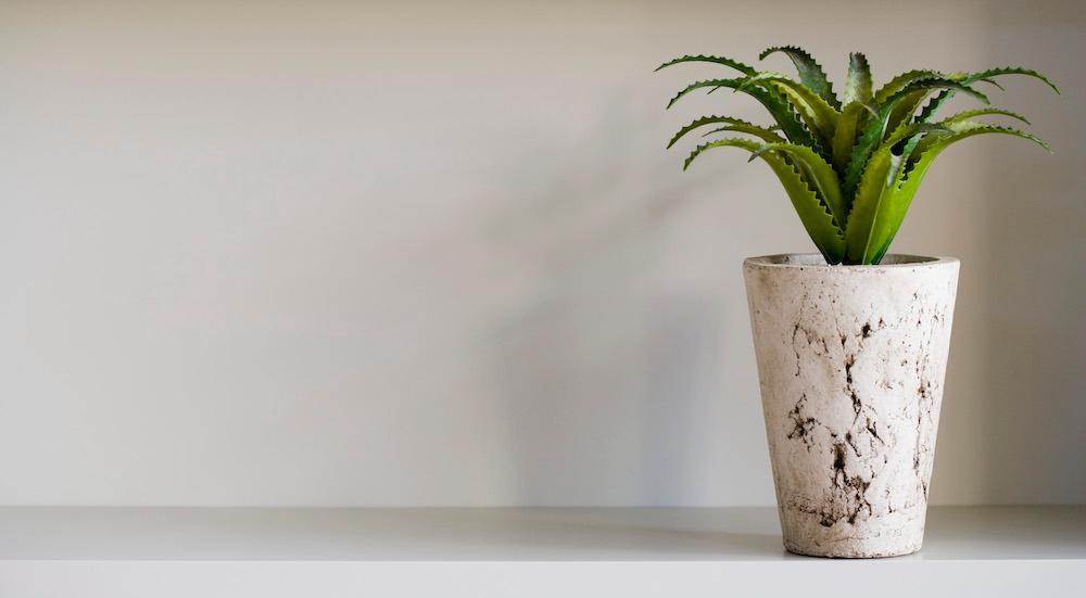 A house plant on a shelf in a distressed pot. 