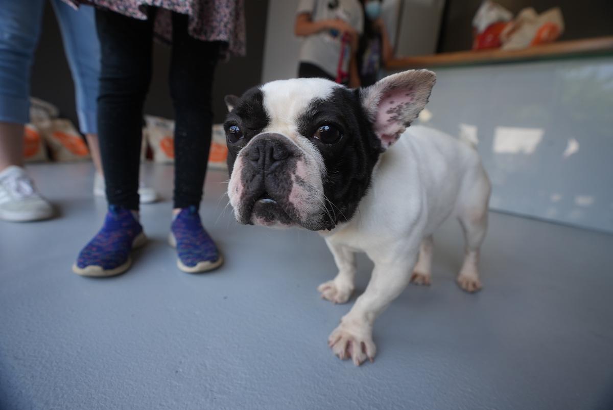 journée nationale du chien de sauvetage