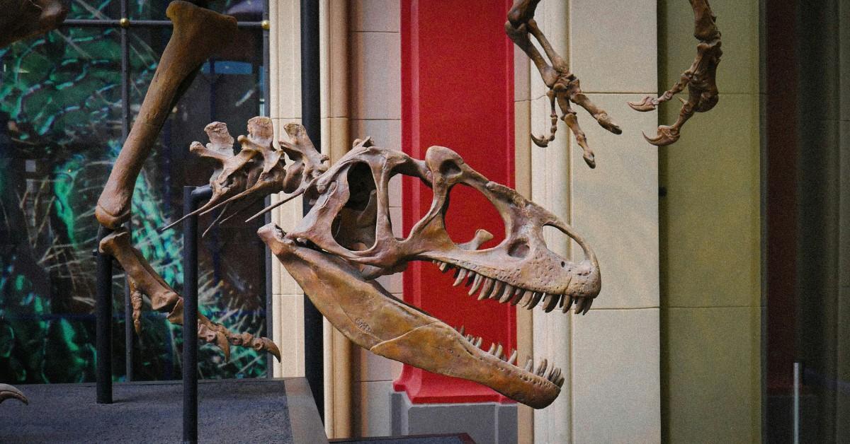 A dinosaur skull is on display, showing the creatures large mouth and sharp teeth