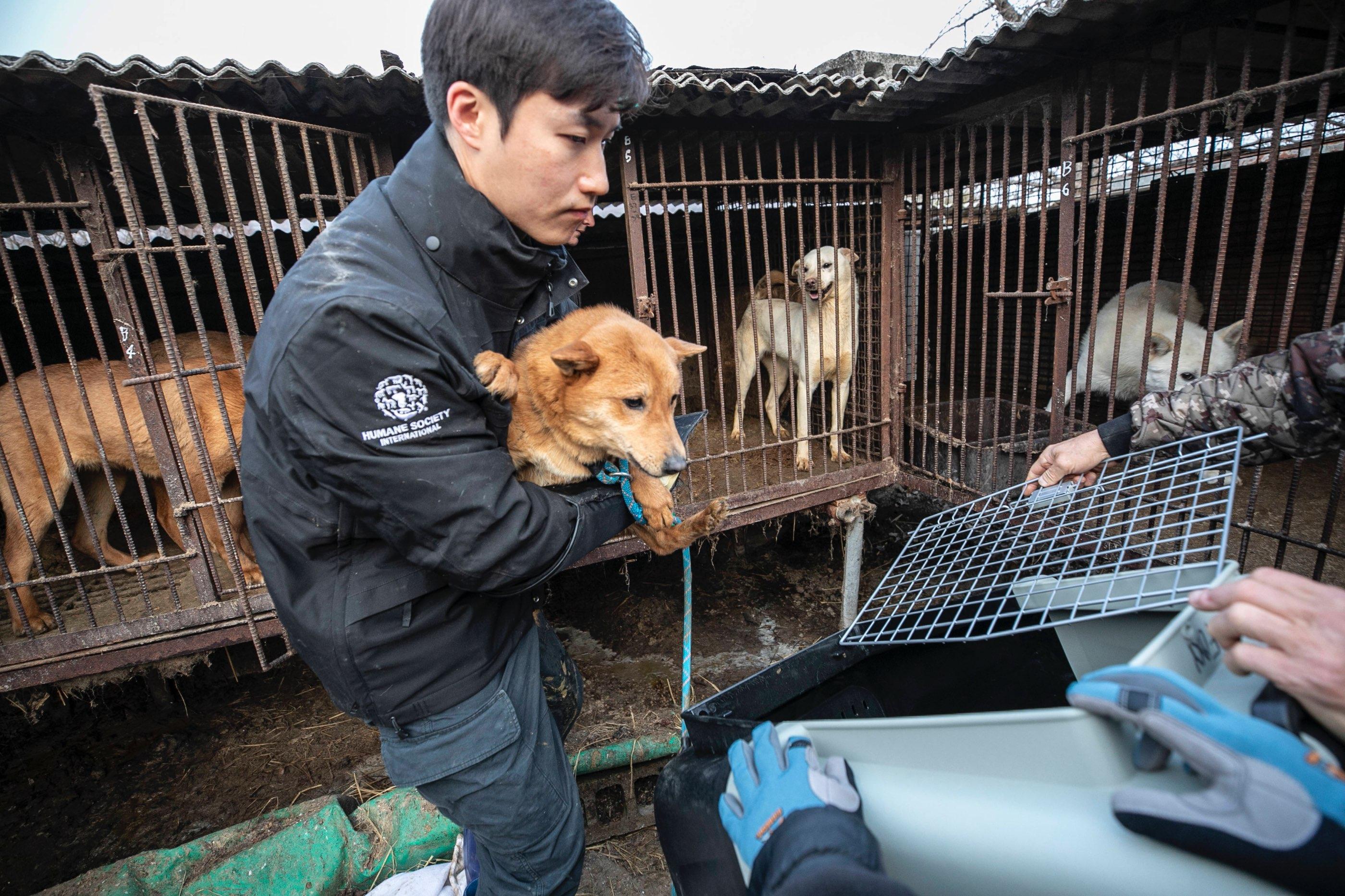 Sangkyung Lee rescues a dog at a dog meat farm in Asan, South Korea, in March 2023.