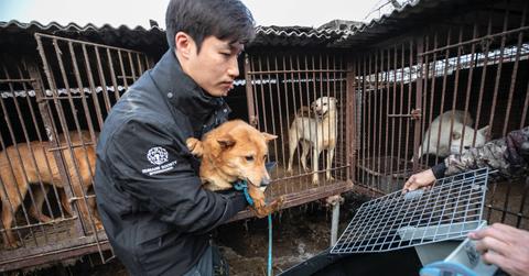 Sangkyung Lee rescues a dog at a dog meat farm in Asan, South Korea, in March 2023.