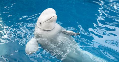 Beluga whale floating on it's back in bright blue water looking at the camera