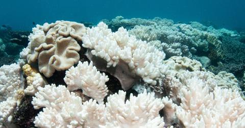 Soft Corals Coral Bleaching on the Great Barrier Reef. (Representative Cover Image Source: Getty Images | Brett Monroe Garner)