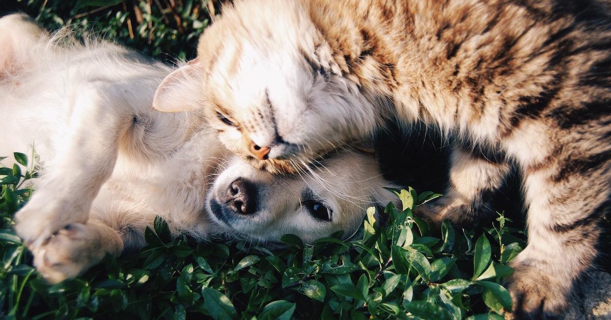 Cat and dog cuddling...and full of dander