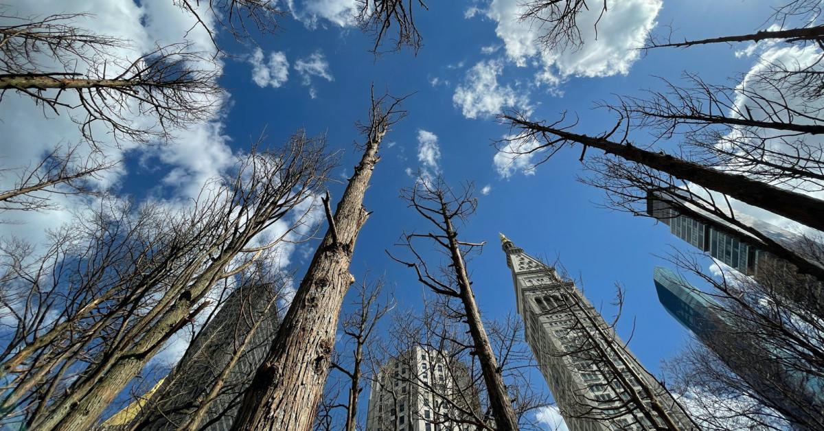 Maya Lin Ghost Forest