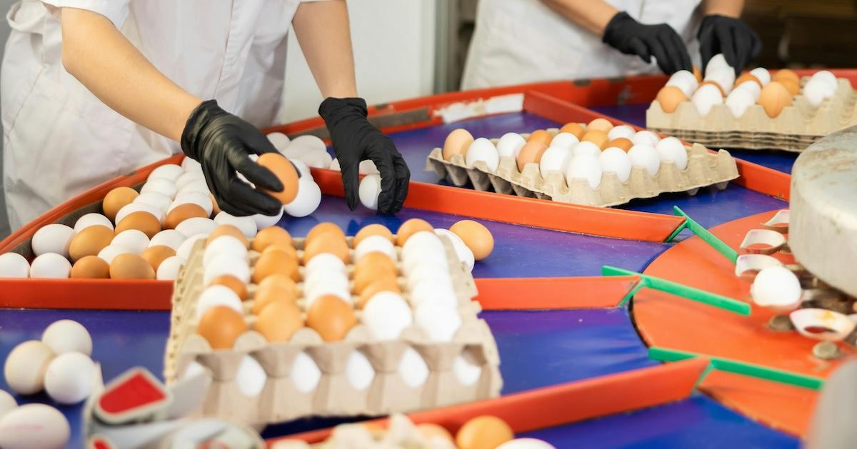 Factory works put eggs in cartons.