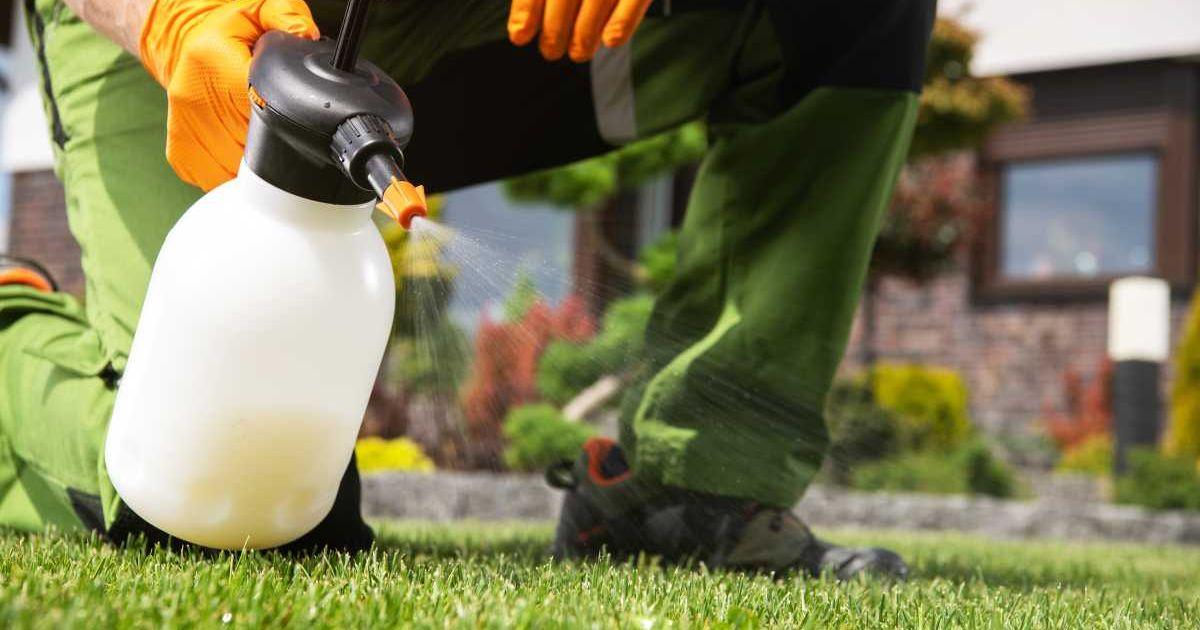 A man is spraying bleach on his grass lawn to kill weeds. (Representative Cover Image Source: Getty Images | Welcomia)