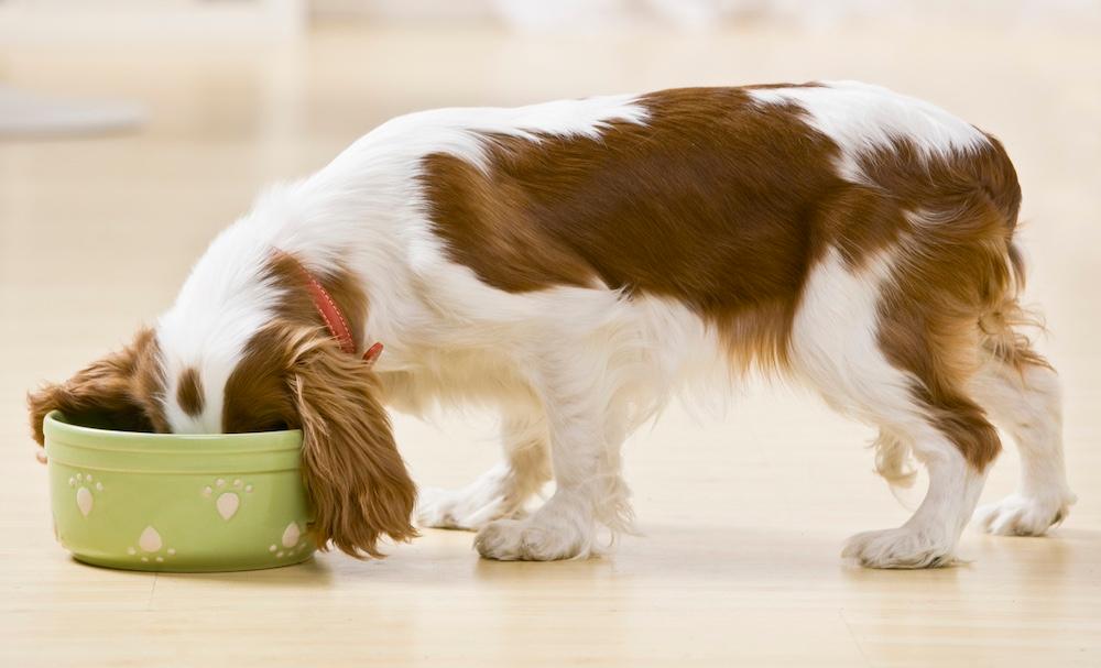 A white and brown dog eating out of a bowl. 