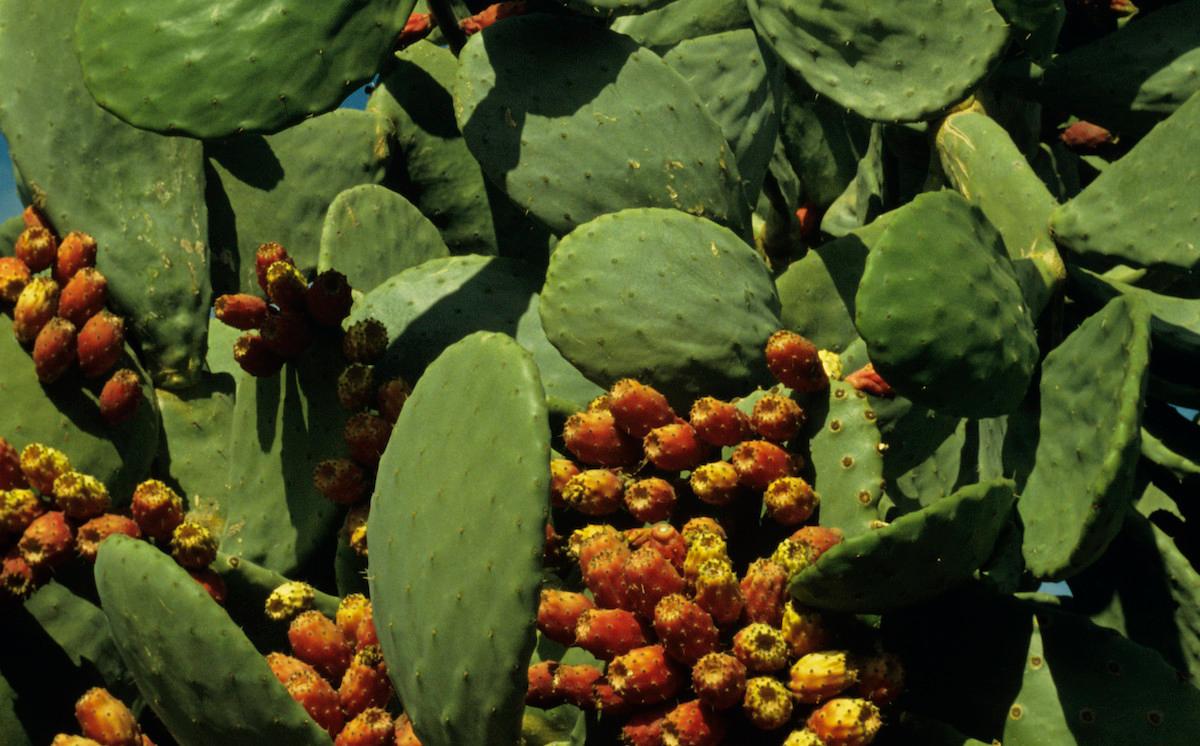 Cactus fruit and pads