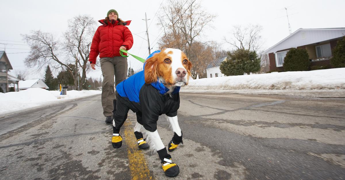 winter dog walk