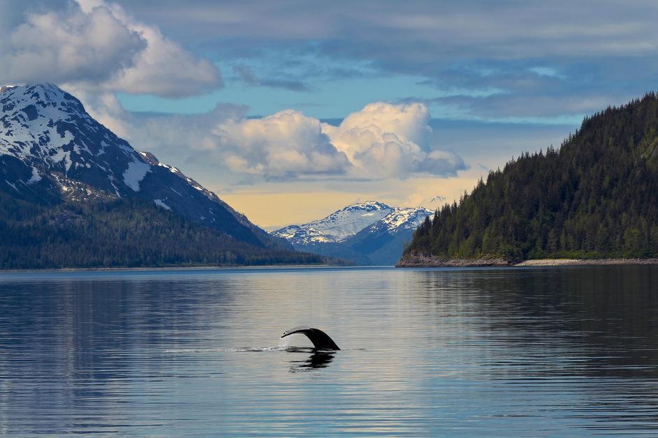 A humpback whale tail peaks above the water in Glacier Bay National Park, Alaska. 