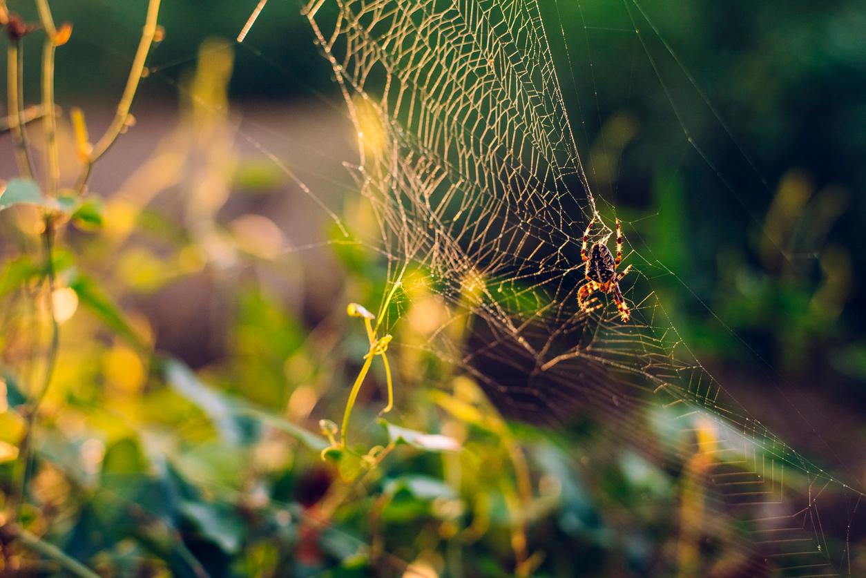 A spider web is pictured with a spider on the right side of the web and green bushes in the background.