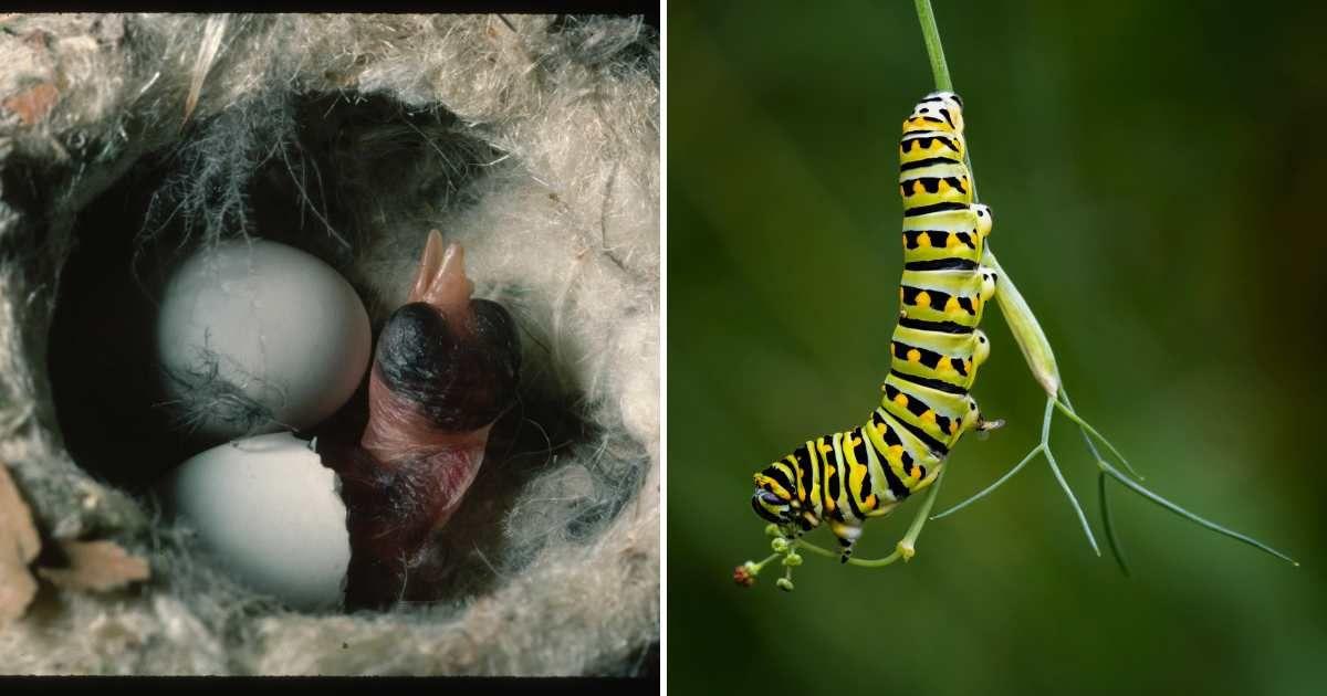 (L) Hummingbird eggs and hatchling in a nest, (R) Caterpillar crawling on a leaf (Representative Cover Image Source: Getty Images | (L) George Lepp, (R) Max Sivyi)