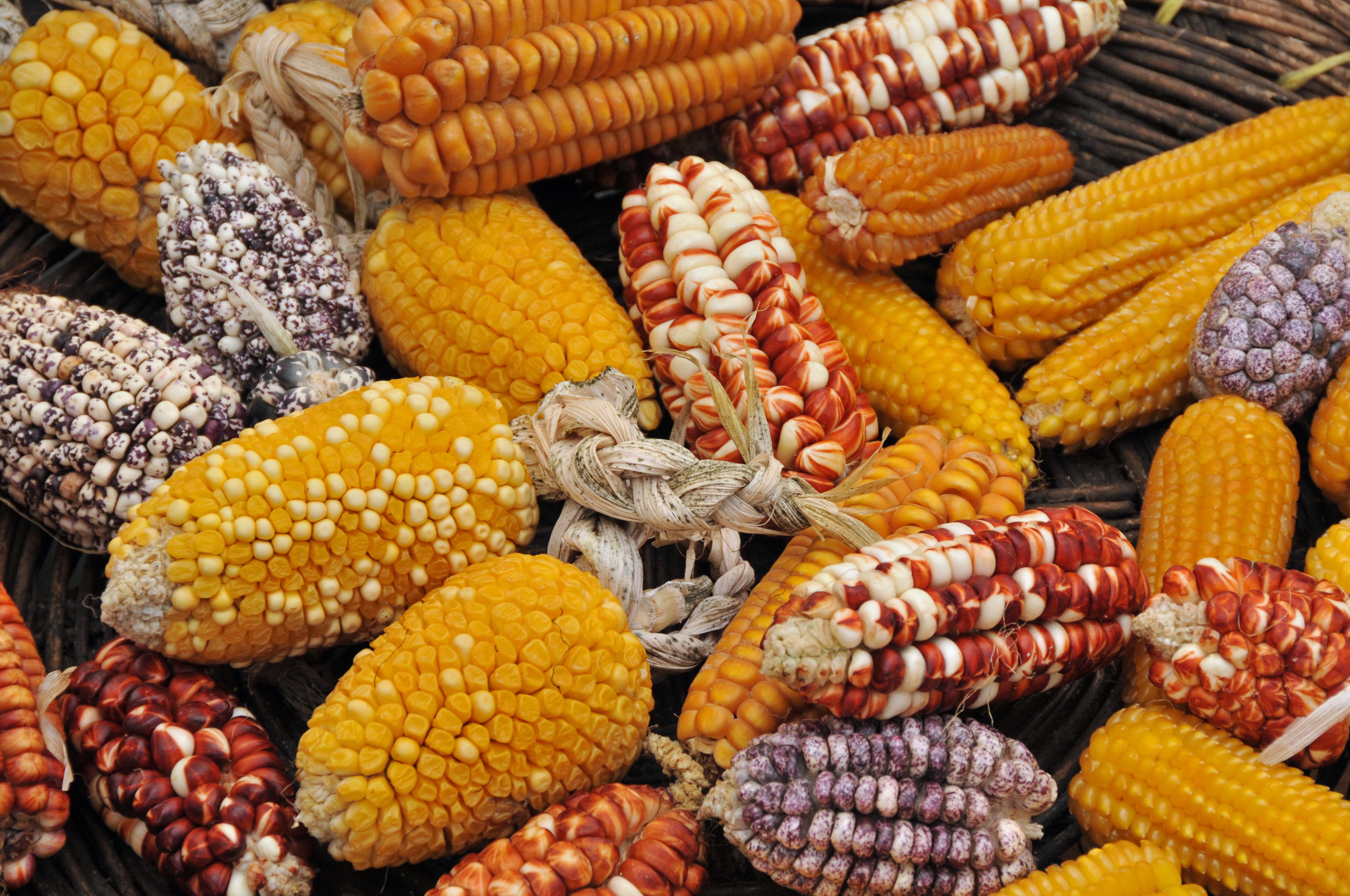 Native Corn Is Now Protected Under Mexico's Law